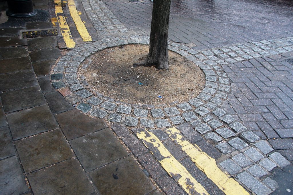 Photograph of concrete pavers around an open tree pit